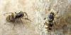 Salticus scenicus